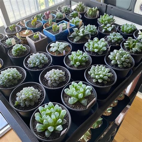 多内植物|多肉植物は室内でも育てられる？室内向きの種類を教えて！｜ 